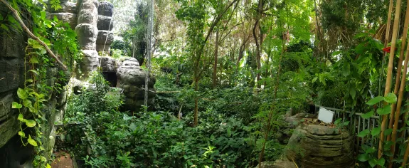 B2 rainforest